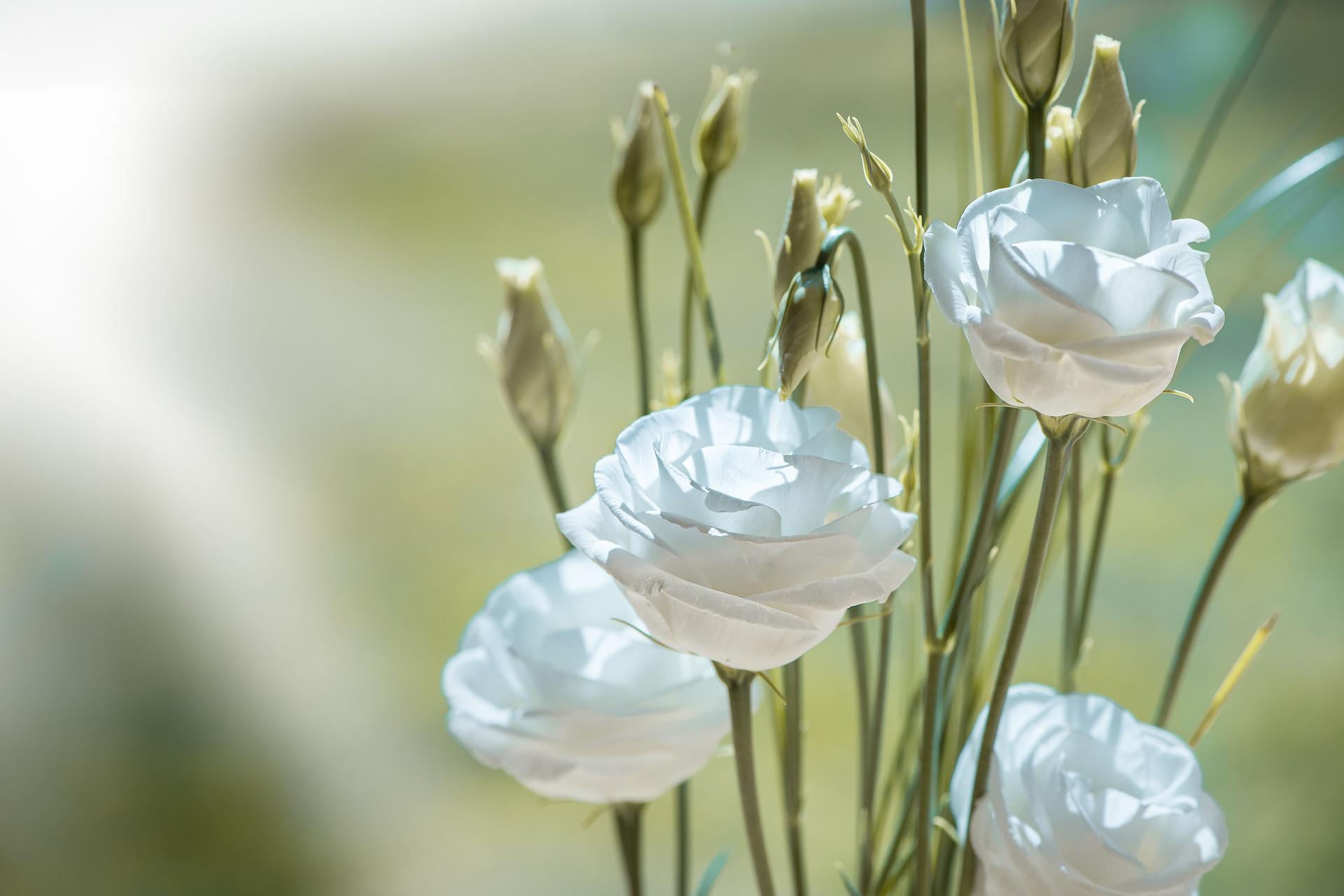 Divine vibrations of love