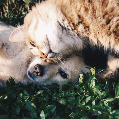 Dein tierischer Liebling & Du